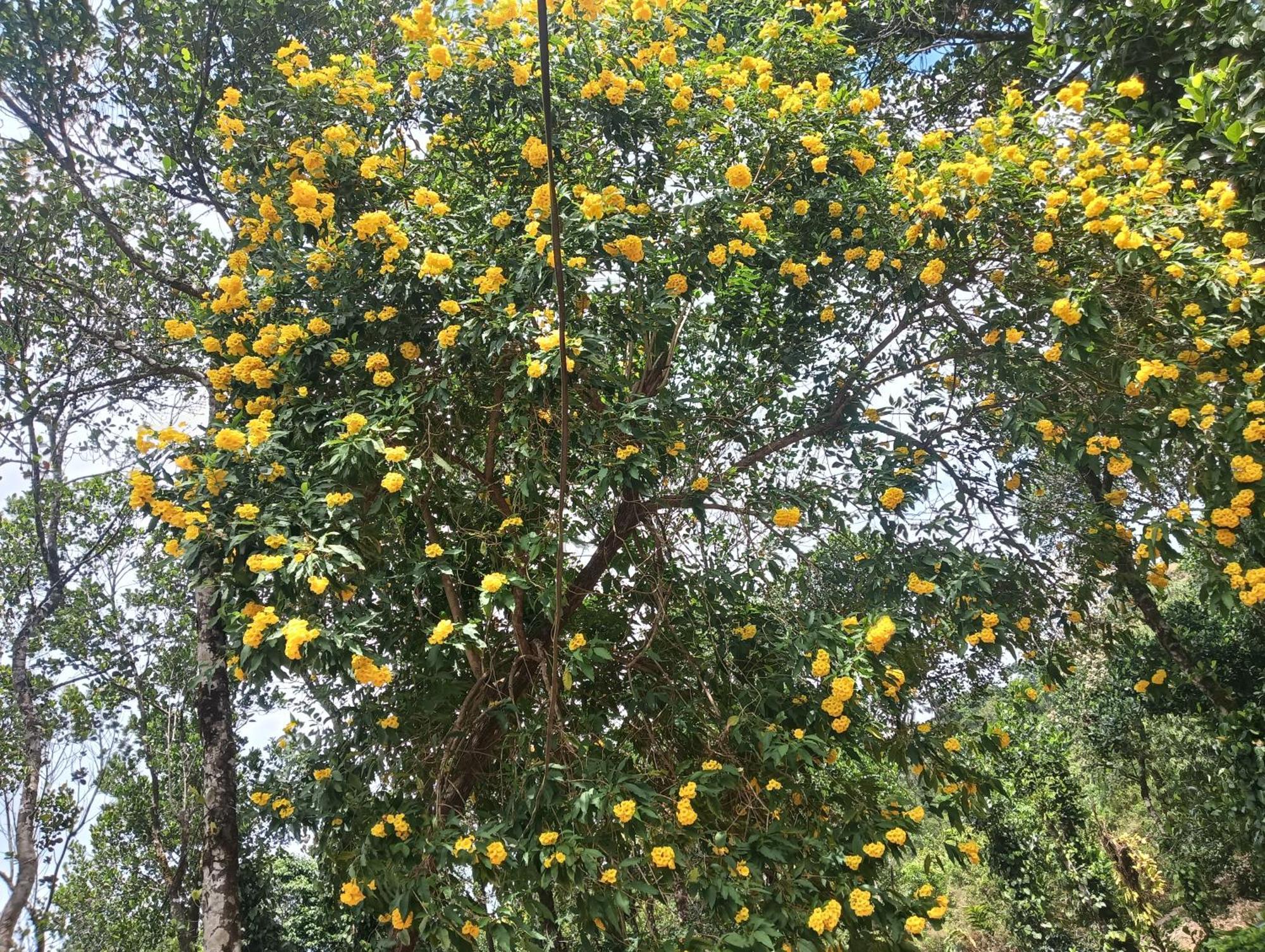Tharayil Farm Stay Vagamon Kamer foto